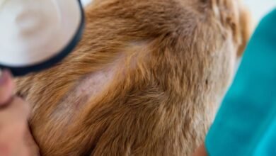 What Does Ringworm Look Like on a Dog