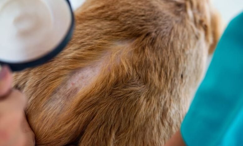 What Does Ringworm Look Like on a Dog