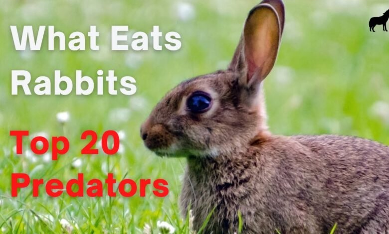 What Eats Rabbits