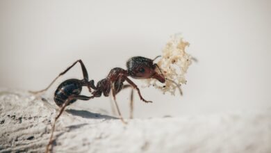 How to Get Rid of Sugar Ants