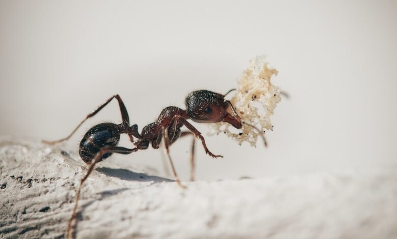 How to Get Rid of Sugar Ants