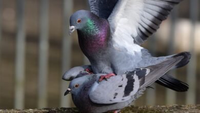 How Do Birds Mate
