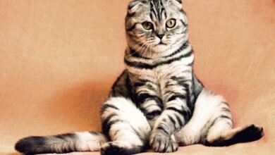 How Many Toes Does a Cat Have