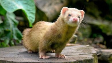 How Long Do Ferrets Live