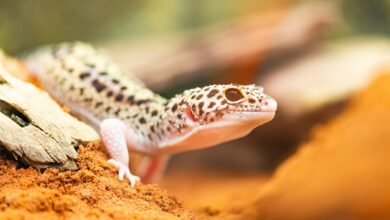 How Long Do Leopard Geckos Live