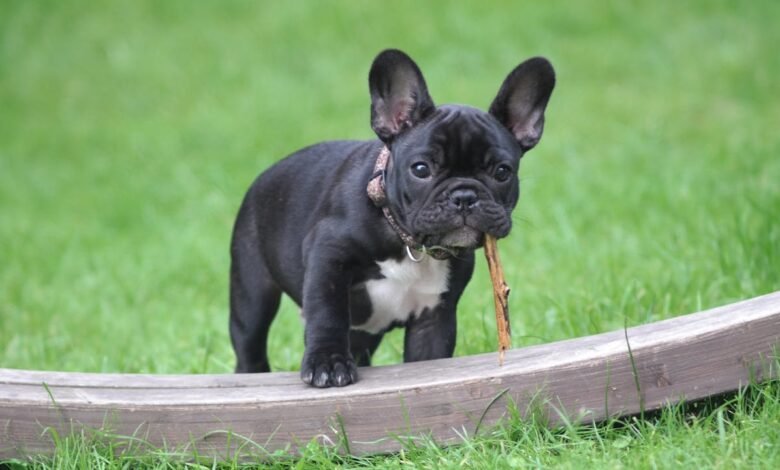 How Much is a French Bulldog