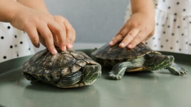 How Long Do Tortoises Live