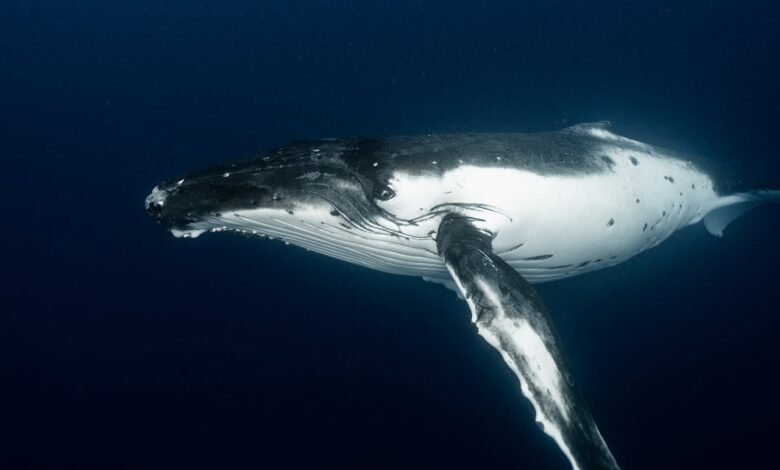 How Long Can Whales Hold Their Breath