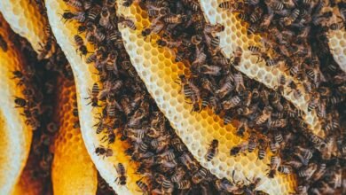 How Long Do Bees Live