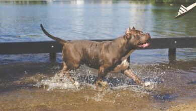 How Long Do Pit Bulls Live