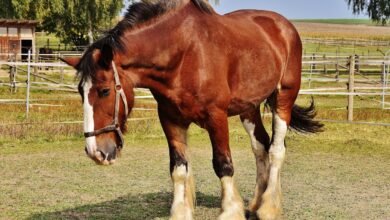 How Much Does a Horse Weigh