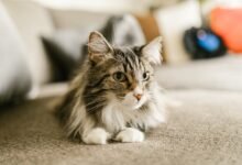 how much is a maine coon cat