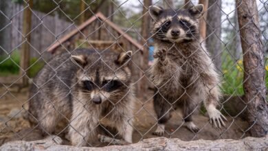How Long Do Raccoons Live